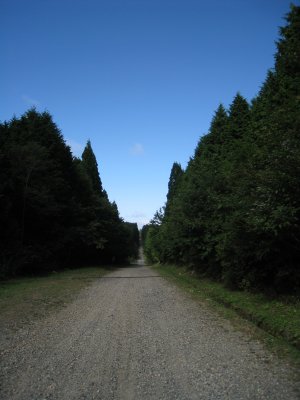 021.直線ダート①