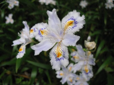 013.中津尾林道の途中②