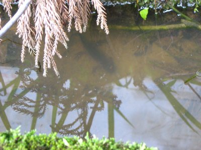 013.妙見蘇武林道_3