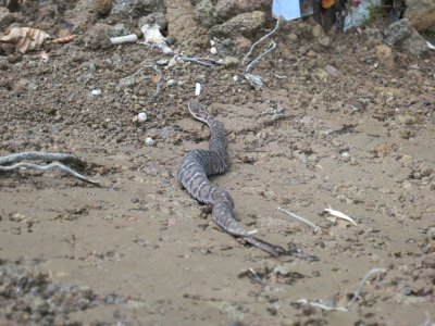 028.旧戸倉トンネルから横にそれる林道②