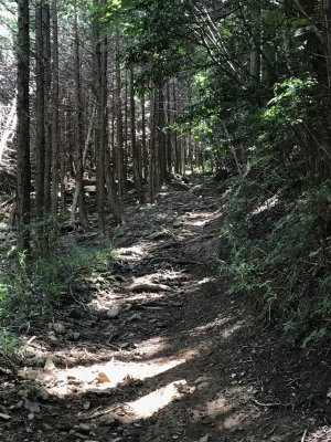 020.ピョンピョン林道